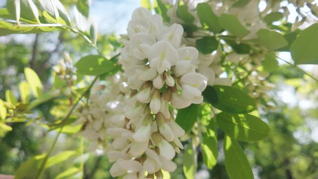 Close-up of white flowers inflorescences on blooming White acacia or Black locust, Robinia pseudoacacia swaying in the wind on a sunny day