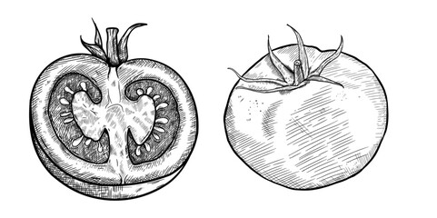 Whole tomato and slice set, hand drawn vintage sketch of organic vegetables. Vector illustration