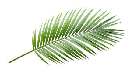 A single lush vibrant green tropical palm frond with defined individual leaflets and natural texture, isolated against a pure transparent background with ample unobstructed copy space and soft studio