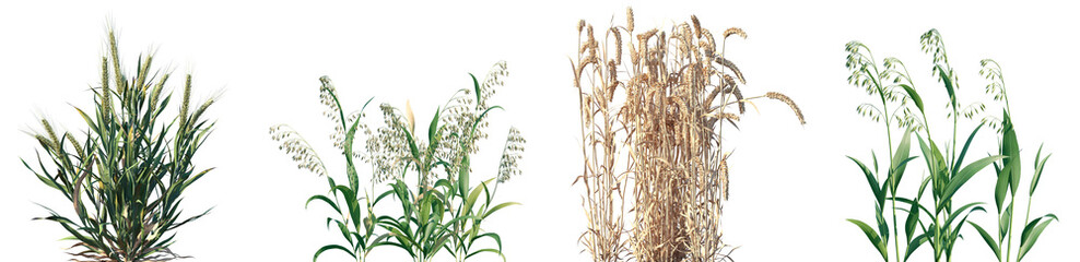 Fototapeta premium Set of Triticum and Avena sativa frontal isolated png on a transparent background perfectly cutout high resolution