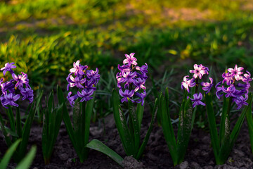 Fototapeta premium Hyacinth flowers blooming in the garden. Purple Hyacinth orientalis in flower bed. Traditional Easter background. Spring floral background.