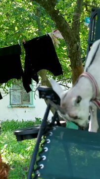 Rural life a goat sits on a chair outside a little goat sits on its owner's seat a basket is hung up laundry in the garden animals walk in the garden a white chair a green armchair. High quality 4k 