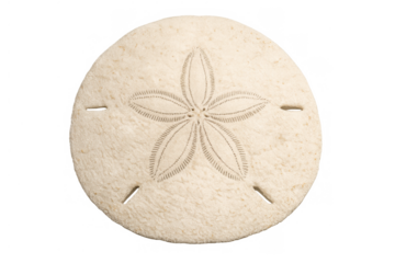 Sand dollar displaying intricate radial symmetry, marine echinoderm skeleton found on a tropical beach, summer vacation symbol