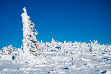 Lone fir tree standing in the frost on the top of Ernest-Laforce mountain, Gaspesie national park, QC, Canada