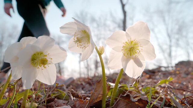 LENS FLARE, CLOSE UP, DOF, SLOW MOTION: White spring hellebores bathe in bright sunlight as unrecognizable female figure walks past them. Seasonal fitness and natural beauty of forest in springtime.