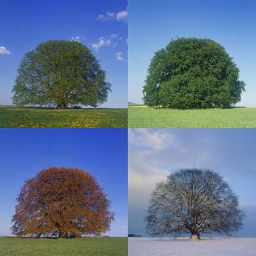 Four seasons illustration: Bavaria Buche, (Fagus sylvatica) legendary Bavarian beech tree: four seasons in one stunning composite photo &ndash; spring, summer, autumn, winter.