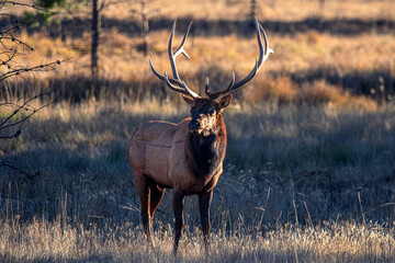 Obraz premium Elk in the rocky mountains meadows