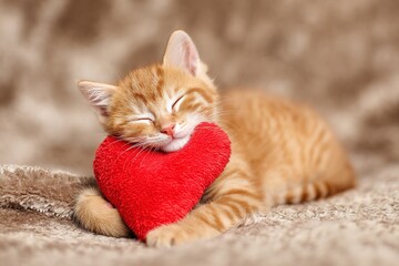 Cute ginger cat with a heart in a paw. Valentine's day concept. Love for pets. A card for Valentine's Day or for animal shelters