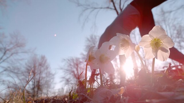 LENS FLARE, DOF, SLOW MOTION: Radiant white hellebore flowers with young woman performing a cartwheel. Fleeting moment of authentic joy and physical activity during a bright spring day in the forest.