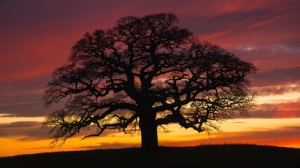 Lonely tree silhouette in dramatic landscape with vibrant orange sunset colors for scenic wallpaper