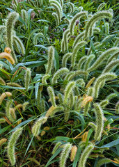 Obraz premium 736-37 Seed Heads