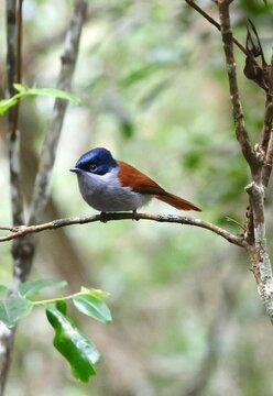 blue tit on branch, oiseau la vierge 