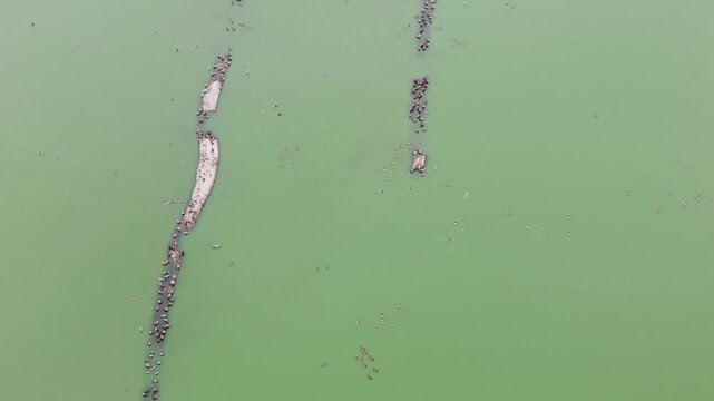 large flock birds gathers narrow elongated wooden floating structures these located within green tinted waters heerhugowaard netherlands around green-tinted platforms north holland 