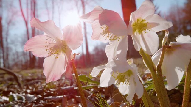 CLOSE UP, DOF, LENS FLARE: White hellebore flowers blooming in a sunny spring forest. Beautiful wildflowers with delicate petals bathed in bright sunlight. Awakening of nature in early springtime.