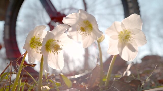CLOSE UP, LENS FLARE, DOF, SLOW MOTION: Delicate white hellebore flowers blooming in sunny forest with a mountain biker riding in the background. Spring recreation and outdoor sports in the woods.