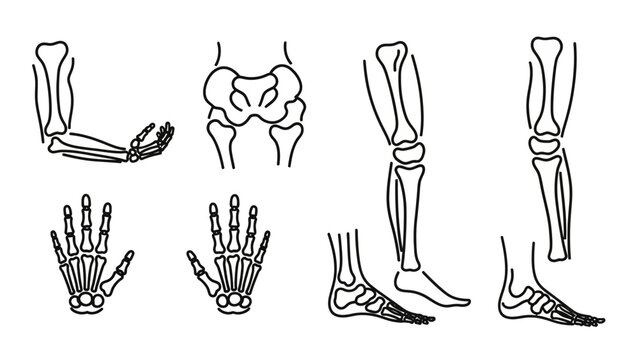 Detailed Illustration of Horse Leg Bones.