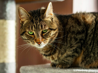 Fototapeta premium Green eye brown tabby cat is sitting on a cat tree and looking at the viewer with judgment. Pet portrait.