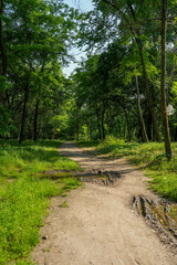 Fototapeta premium A forest path surrounded by green trees and shrubs. There is thick grass on both sides of the path. The light penetrates through the foliage.