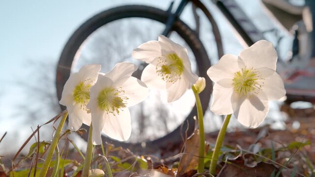 CLOSE UP, LENS FLARE, DOF, SLOW MOTION: White hellebores blooming along a woodland path, along which a mountain biker and two dogs pass by. Spring recreation and outdoor sports in the sunny forest.