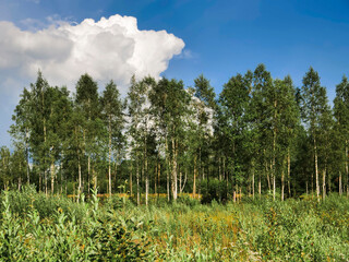 Obraz premium A forest with a fine birch trees in the foreground. Relaxing nature background. Dense tree volume per unit or land.