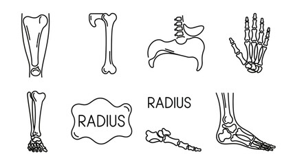 Obraz premium Human Bones Anatomy Diagrams Illustration Set.
