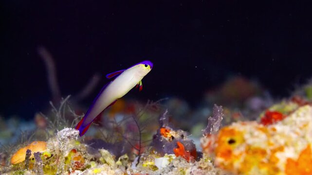 Small colourful Decorated Dartfish swims over it's coral reef home with dark background.