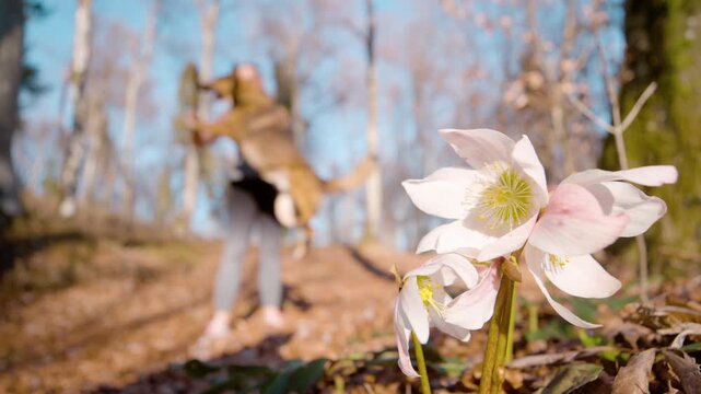 CLOSE UP, DOF, SLOW MOTION: White spring hellebores and a young woman playing with her dog in the background. Heartwarming moment of companionship and outdoor recreation in forest on sunny spring day.