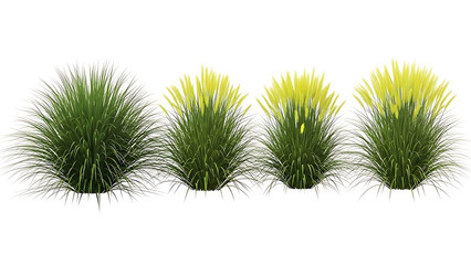pampas grass plants featuring lush green foliage and delicate yellow plumes isolated on a white background for architectural renders.