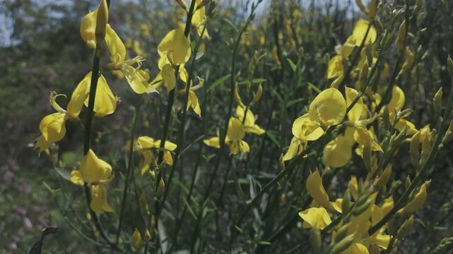 Yellow flowers of Spanish broom, Spartium junceum sway in the spring breeze on sunny day