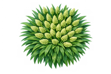 Lush green botanical plant with light green flowers blooming, illustrating growth and nature from top view, transparent background