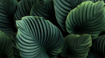 beautiful green leaves of some plants