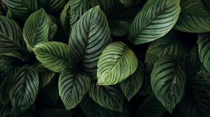 beautiful green leaves of some plants