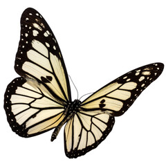 Monarch Butterfly isolated on Black Background