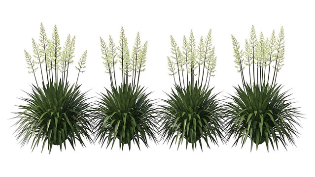 yucca plant with white flowers for architectural visualization and modern landscape design projects on a clean isolated background.