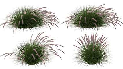 ornamental grass with delicate pink flower plumes pennisetum fountain grass isolated on white for architectural visualization and landscape design renders.