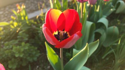 Red Tulip in Vibrant Bloom with Warm Sunlight on Green Leaves for Spring Floral Design