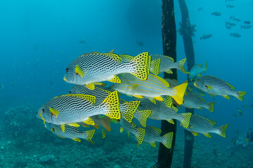 A school of Lined sweetlips, Plectorhinchus lineatus, hovers below a jetty in Raja Ampat, Indonesia. These beautiful fish are common inhabitants of tropical Pacific coral reefs.