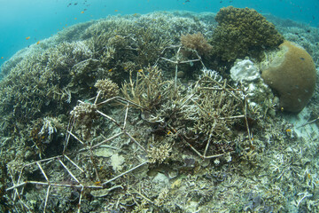 Metal frameworks have been placed on a shallow reef in Raja Ampat, Indonesia, for the purpose of coral restoration. Providing a solid substrate for corals to grow is one way to speed up regrowth.