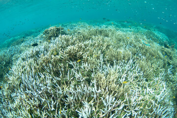 Fragile corals begin to bleach on a shallow coral reef in Raja Ampat, Indonesia. Corals lose their symbiotic symbiodinium dinoflagellates when sea temperatures are too high, thereby becoming bleached.