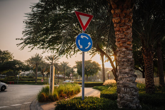 Traffic sign indicating yield and roundabout direction surrounded by palm trees and greenery in a suburban area during sunset with soft lighting and shadows