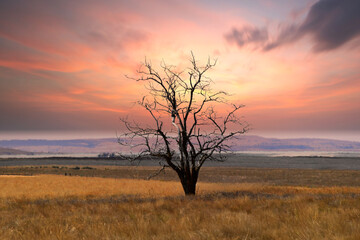 Fototapeta premium Pink Sunset Frames Lone Tree