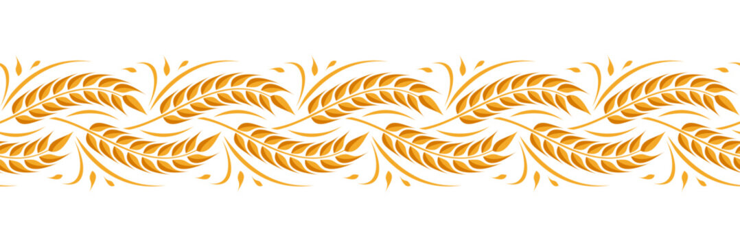 Ear of wheat and wheat grain on white background. Organic wheat, bread agriculture and natural eat, barley or rice millet. Agricultural background template. Seamless pattern. Isolated. Vector