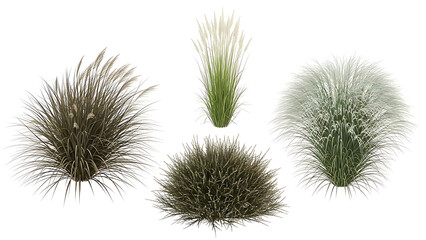 ornamental grasses isolated on white for xeriscape landscaping plants ideal for modern garden design elements and architectural visualization assets