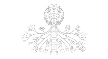 Obraz premium Detailed illustration of human brain and spinal cord with nerves