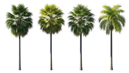 Obraz premium isolated tropical palm trees on white background ideal for architectural rendering landscaping design and graphic resource applications