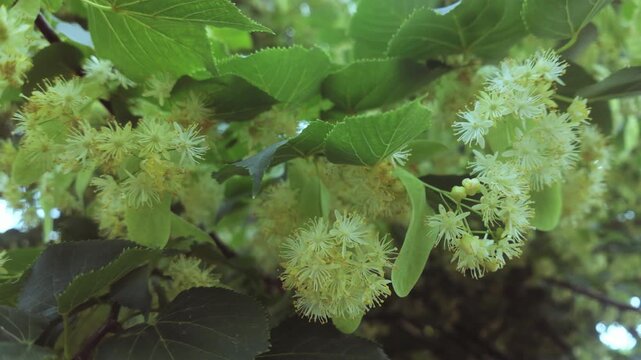 Close-up of flowers, fruits and bracts of blooming Lime tree also known as Linden or Basswood tree (Tilia cordata) swaying in the breeze