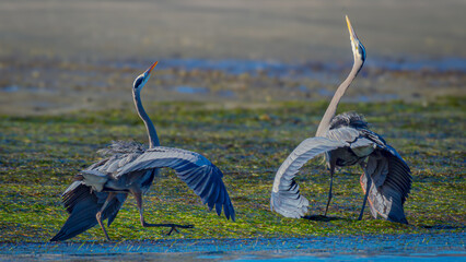 Great blue herons displaying courtship or territorial display behavior