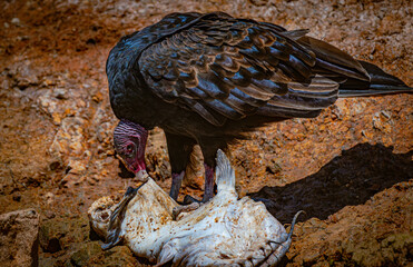 Turkey Vulture Scavenging Fish Carcass
