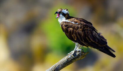osprey, perched and calling.