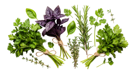 A vibrant collection of fresh herbs on transparent background